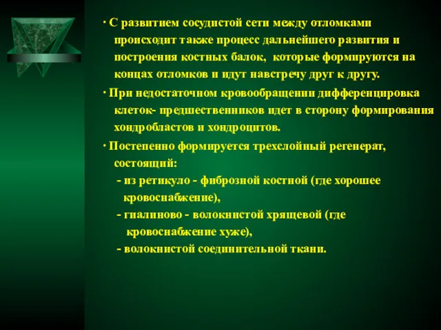 ∙ С развитием сосудистой сети между отломками происходит также процесс