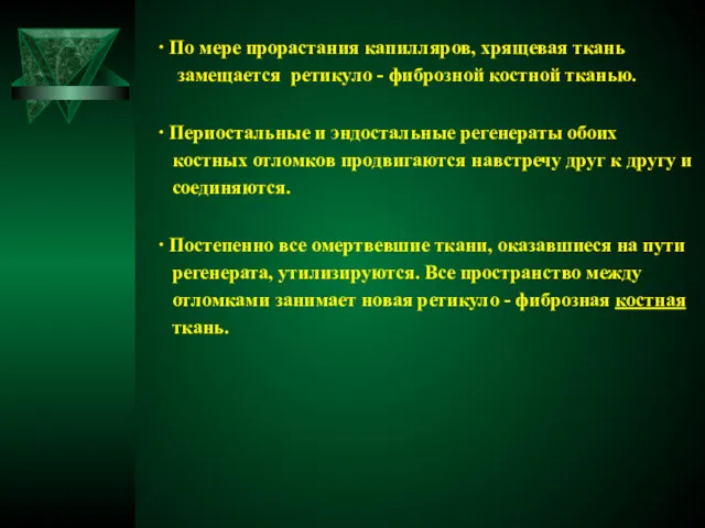 ∙ По мере прорастания капилляров, хрящевая ткань замещается ретикуло -