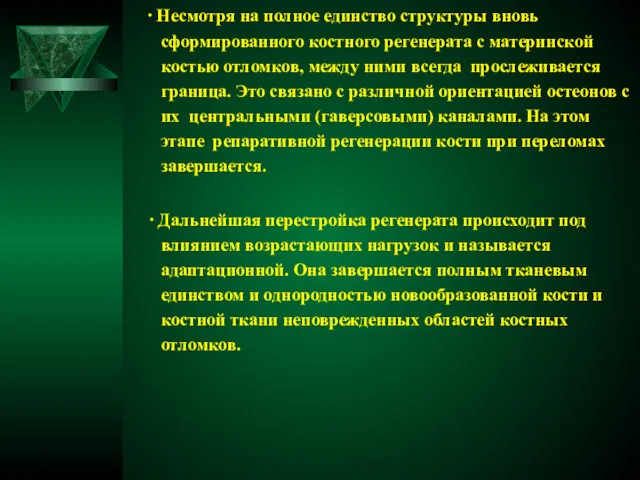 ∙ Несмотря на полное единство структуры вновь сформированного костного регенерата