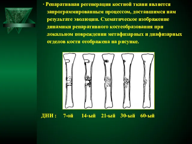 ∙ Репаративная регенерация костной ткани является запрограммированным процессом, доставшимся нам