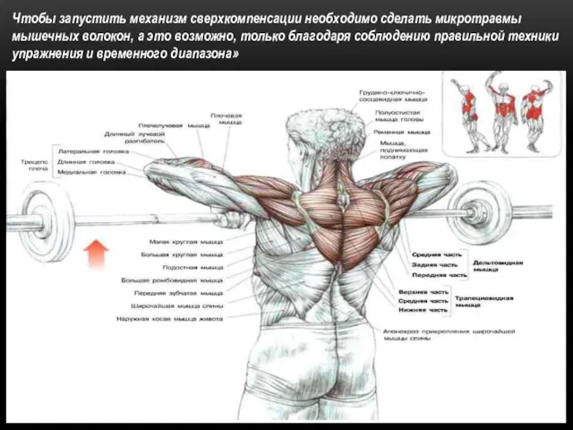 Чтобы запустить механизм сверхкомпенсации необходимо сделать микротравмы мышечных волокон, а