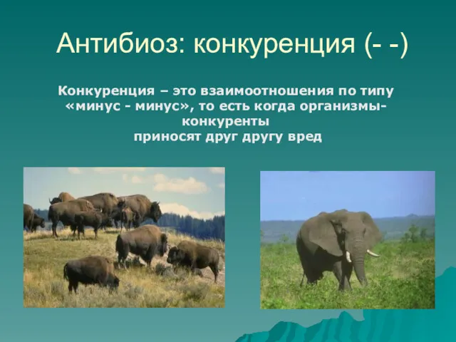 Антибиоз: конкуренция (- -) Конкуренция – это взаимоотношения по типу «минус - минус»,