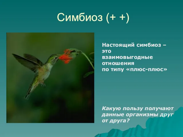 Симбиоз (+ +) Настоящий симбиоз – это взаимовыгодные отношения по типу «плюс-плюс» Какую