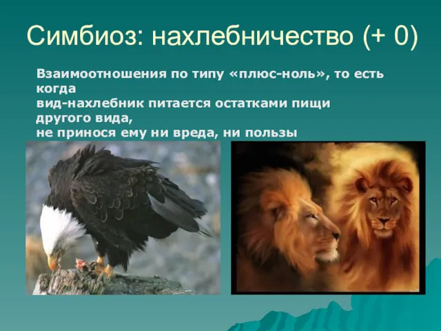 Симбиоз: нахлебничество (+ 0) Взаимоотношения по типу «плюс-ноль», то есть когда вид-нахлебник питается