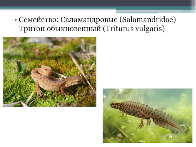 Семейство: Саламандровые (Salamandridae) Тритон обыкновенный (Triturus vulgaris)
