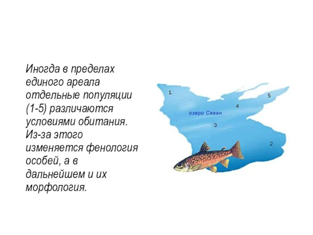 Экологическое видообразование Иногда в пределах единого ареала отдельные популяции (1-5)