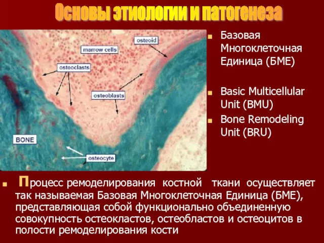 Базовая Многоклеточная Единица (БМЕ) Basic Multicellular Unit (BMU) Bone Remodeling