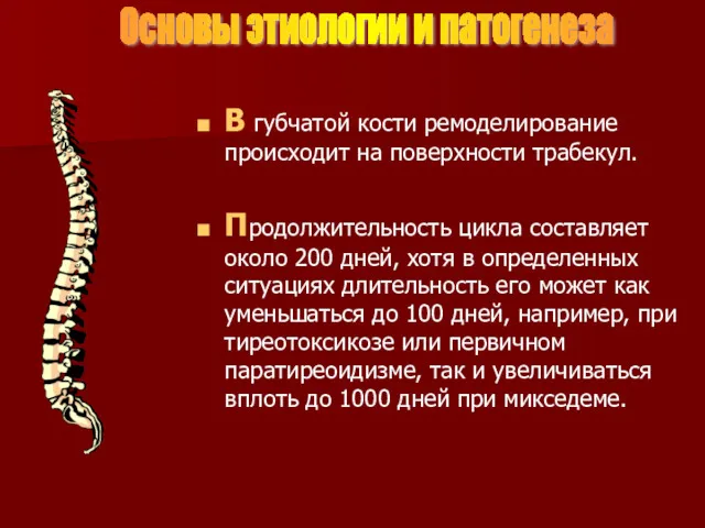 В губчатой кости ремоделирование происходит на поверхности трабекул. Продолжительность цикла