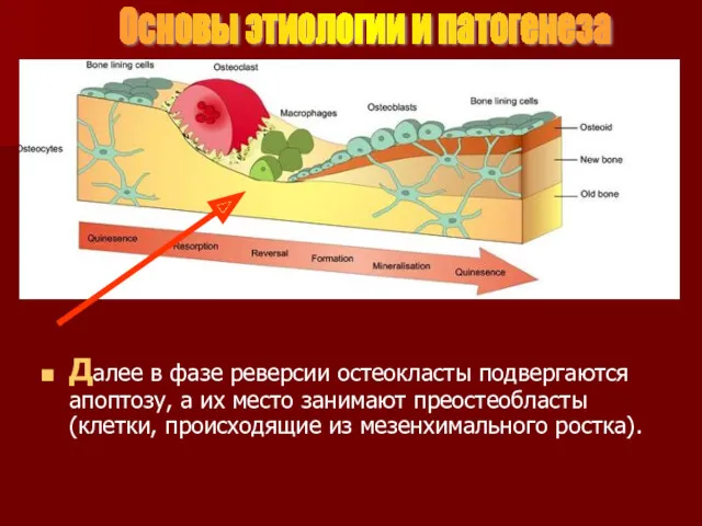 Далее в фазе реверсии остеокласты подвергаются апоптозу, а их место