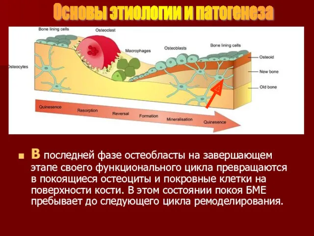 В последней фазе остеобласты на завершающем этапе своего функционального цикла