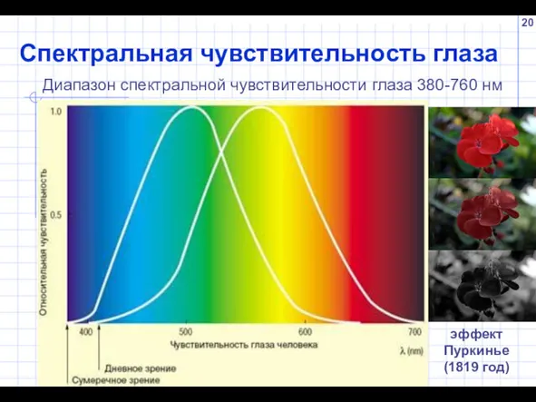 Спектральная чувствительность глаза Диапазон спектральной чувствительности глаза 380-760 нм эффект Пуркинье (1819 год)