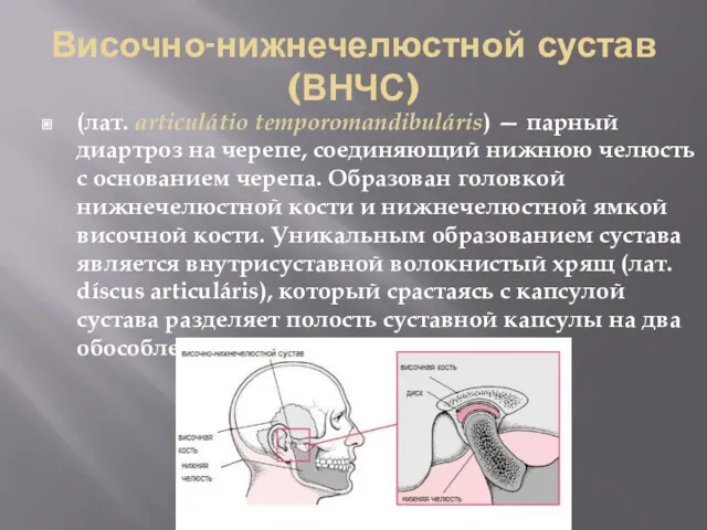 (лат. articulátio temporomandibuláris) — парный диартроз на черепе, соединяющий нижнюю челюсть с основанием