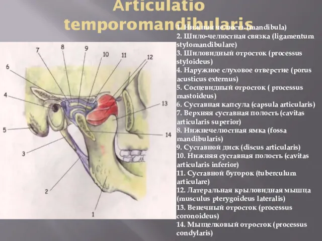 Аrticulatio temporomandibularis 1. Нижняя челюсть (mandibula) 2. Шило-челюстная связка (ligamentum stylomandibulare) 3. Шиловидный