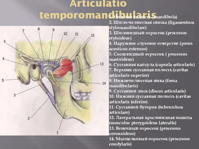 Аrticulatio temporomandibularis 1. Нижняя челюсть (mandibula) 2. Шило-челюстная связка (ligamentum