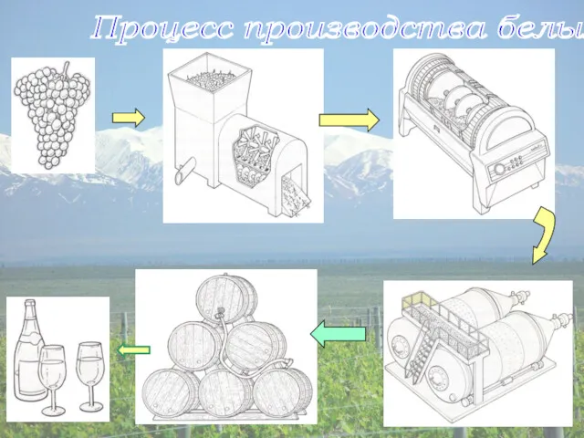 Процесс производства белых вин