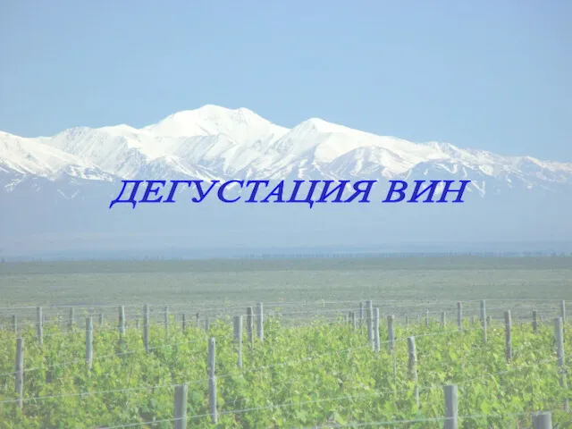 ДЕГУСТАЦИЯ ВИН