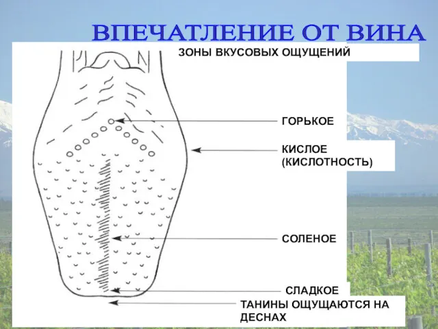 ВПЕЧАТЛЕНИЕ ОТ ВИНА ГОРЬКОЕ СОЛЕНОЕ СЛАДКОЕ КИСЛОЕ (КИСЛОТНОСТЬ) ТАНИНЫ ОЩУЩАЮТСЯ НА ДЕСНАХ ЗОНЫ ВКУСОВЫХ ОЩУЩЕНИЙ