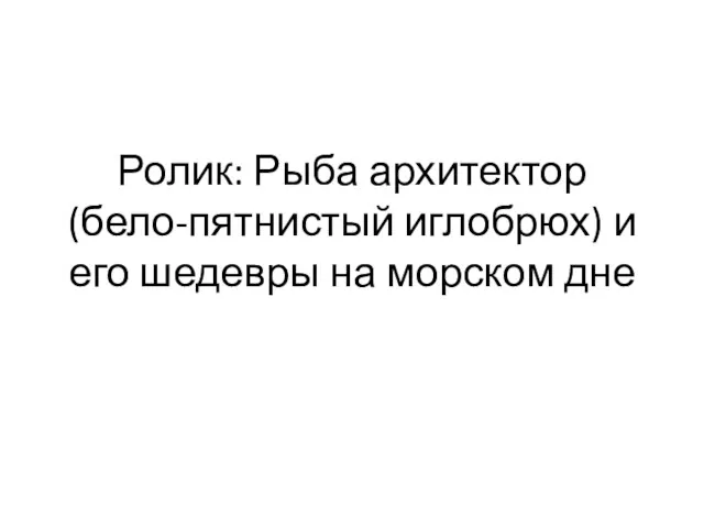 Ролик: Рыба архитектор (бело-пятнистый иглобрюх) и его шедевры на морском дне