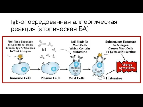 IgE-опосредованная аллергическая реакция (атопическая БА)