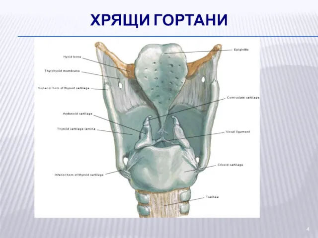 ХРЯЩИ ГОРТАНИ