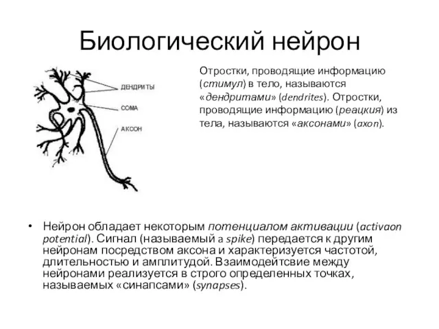 Биологический нейрон Нейрон обладает некоторым потенциалом активации (activaon potential). Сигнал (называемый a spike)