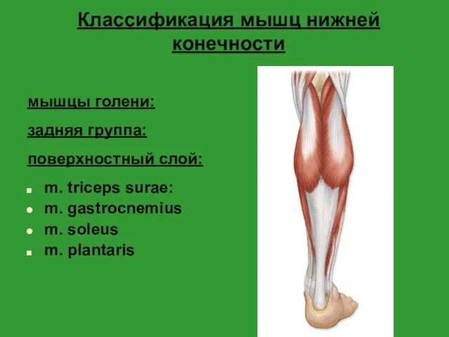 Классификация мышц нижней конечности мышцы голени: задняя группа: поверхностный слой: m. triceps surae: