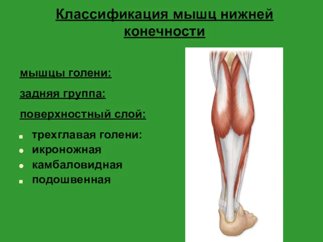 Классификация мышц нижней конечности мышцы голени: задняя группа: поверхностный слой: трехглавая голени: икроножная камбаловидная подошвенная