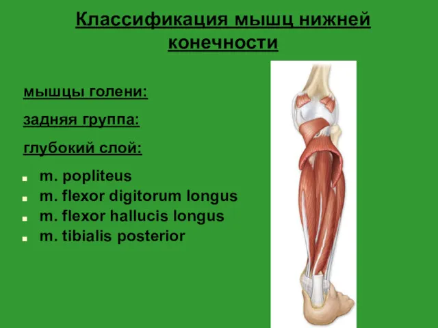 Классификация мышц нижней конечности мышцы голени: задняя группа: глубокий слой: m. popliteus m.