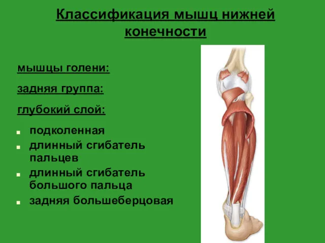 Классификация мышц нижней конечности мышцы голени: задняя группа: глубокий слой: подколенная длинный сгибатель