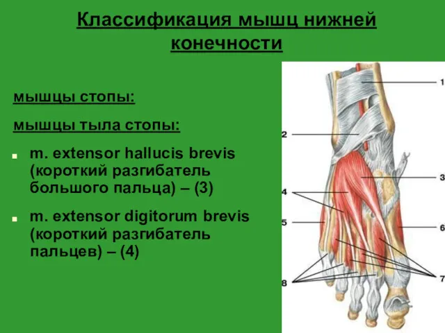 Классификация мышц нижней конечности мышцы стопы: мышцы тыла стопы: m. extensor hallucis brevis