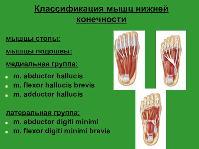 Классификация мышц нижней конечности мышцы стопы: мышцы подошвы: медиальная группа: m. abductor hallucis
