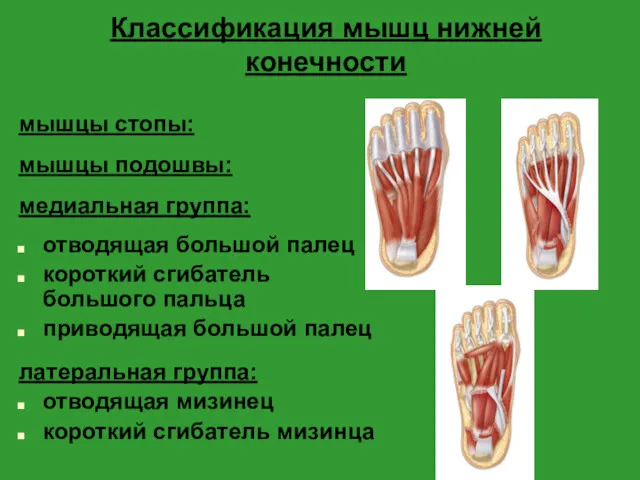 Классификация мышц нижней конечности мышцы стопы: мышцы подошвы: медиальная группа: отводящая большой палец