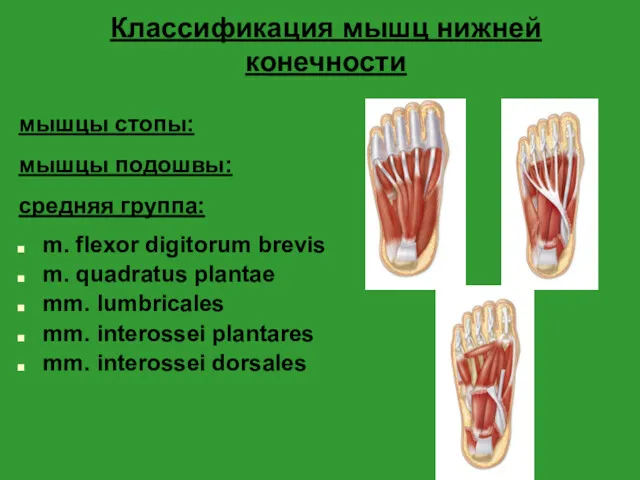 Классификация мышц нижней конечности мышцы стопы: мышцы подошвы: средняя группа: m. flexor digitorum