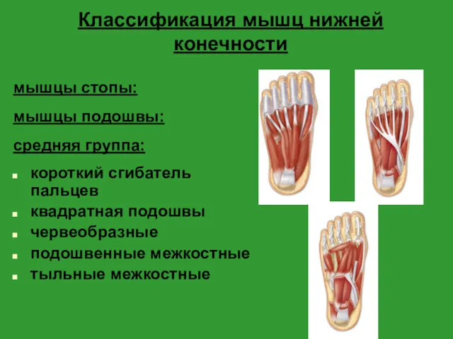 Классификация мышц нижней конечности мышцы стопы: мышцы подошвы: средняя группа: короткий сгибатель пальцев
