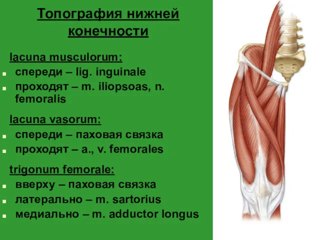 Топография нижней конечности lacuna musculorum: спереди – lig. inguinale проходят