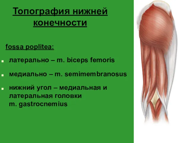 Топография нижней конечности fossa poplitea: латерально – m. biceps femoris медиально – m.