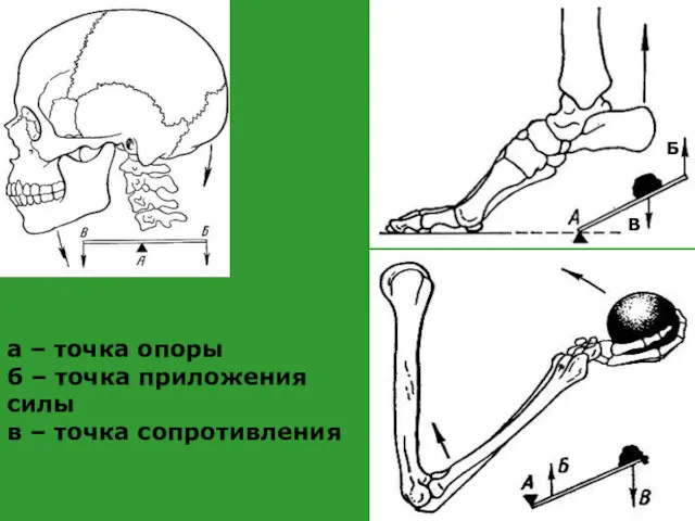 а – точка опоры б – точка приложения силы в – точка сопротивления В Б