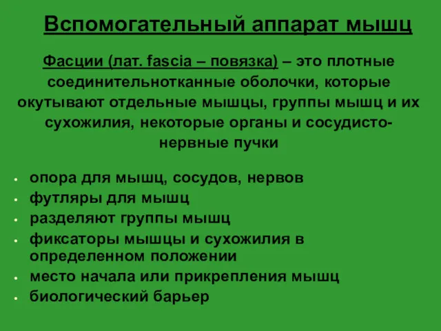 Вспомогательный аппарат мышц Фасции (лат. fascia – повязка) – это плотные соединительнотканные оболочки,