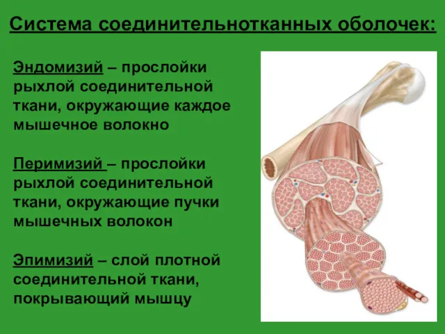 Эндомизий – прослойки рыхлой соединительной ткани, окружающие каждое мышечное волокно Перимизий – прослойки