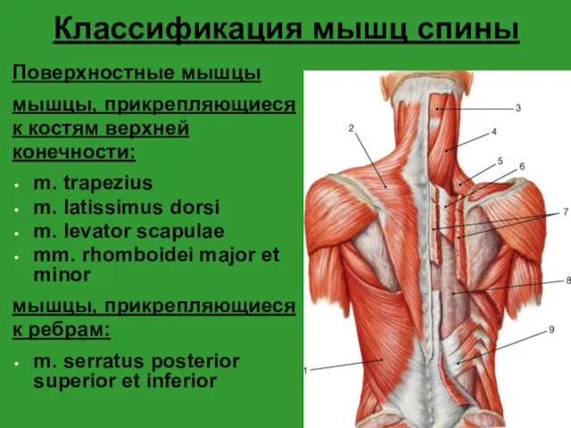 Классификация мышц спины Поверхностные мышцы мышцы, прикрепляющиеся к костям верхней