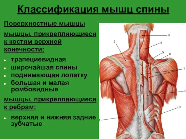 Классификация мышц спины Поверхностные мышцы мышцы, прикрепляющиеся к костям верхней конечности: трапециевидная широчайшая