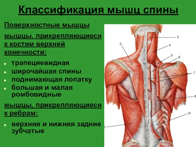 Классификация мышц спины Поверхностные мышцы мышцы, прикрепляющиеся к костям верхней