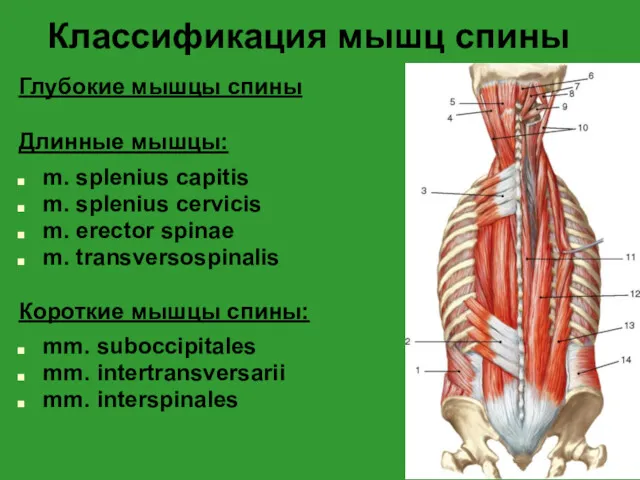 Классификация мышц спины Глубокие мышцы спины Длинные мышцы: m. splenius capitis m. splenius