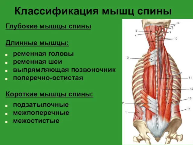 Классификация мышц спины Глубокие мышцы спины Длинные мышцы: ременная головы