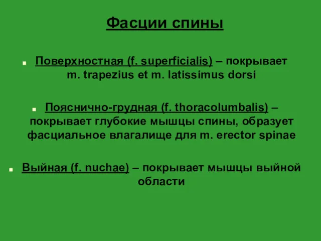 Фасции спины Поверхностная (f. superficialis) – покрывает m. trapezius et