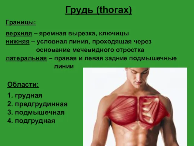 Грудь (thorax) Границы: верхняя – яремная вырезка, ключицы нижняя – условная линия, проходящая