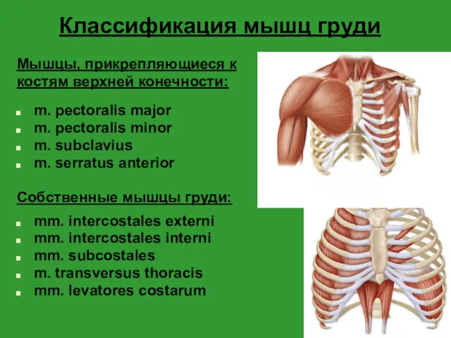 Классификация мышц груди Мышцы, прикрепляющиеся к костям верхней конечности: m. pectoralis major m.