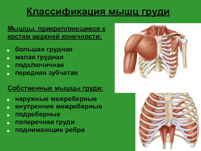 Классификация мышц груди Мышцы, прикрепляющиеся к костям верхней конечности: большая грудная малая грудная