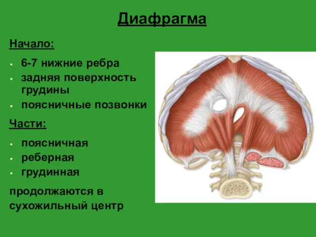 Диафрагма Начало: 6-7 нижние ребра задняя поверхность грудины поясничные позвонки