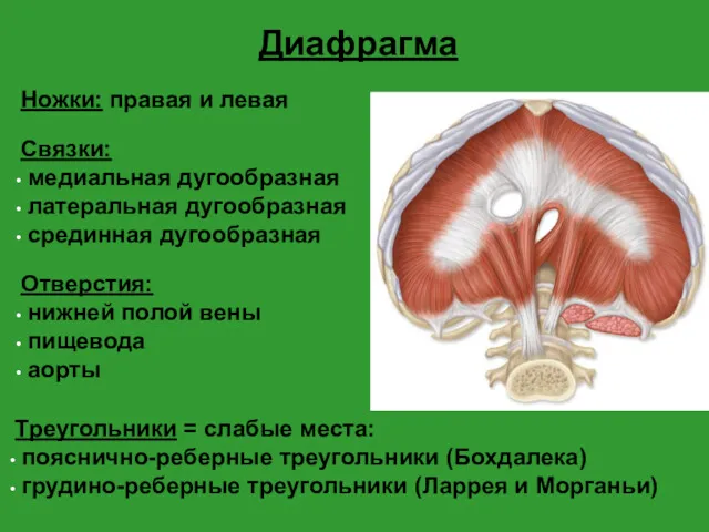 Диафрагма Ножки: правая и левая Связки: медиальная дугообразная латеральная дугообразная срединная дугообразная Отверстия: